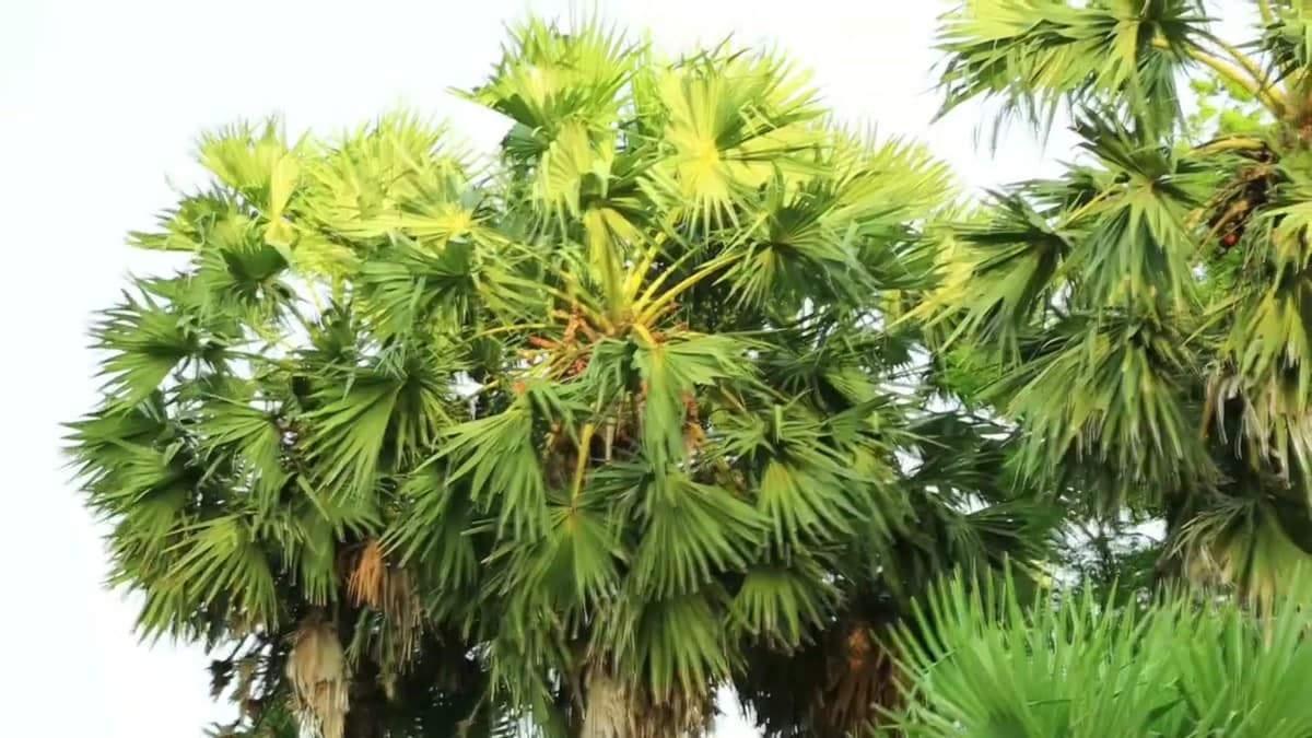 Palmyra palm canopy — an icon of the Northern Province