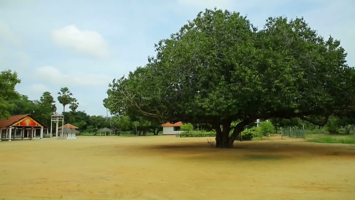 Large tree near temple grounds in Pachchilaipalli