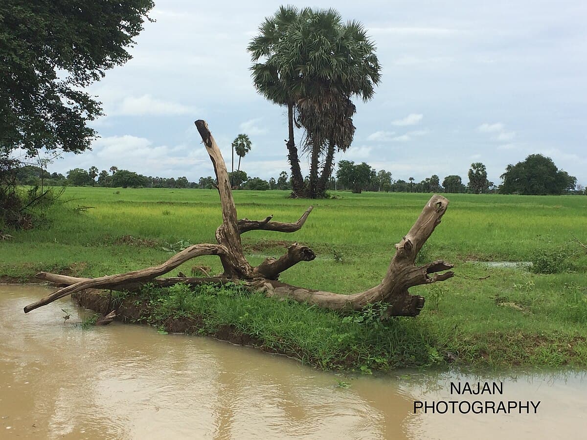 Village field in the Northern Province